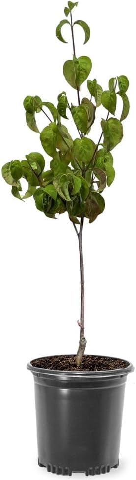 Generic Cherokee Chief Dogwood Tree, Deciduous, Vibrant Crimson Red Flowering, Dark Green Foliage, 1 gal Nursery Pot (Due to Agricultural Laws, we Cannot Ship to CA, AZ, AK, or HI)