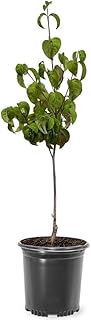 Generic Cherokee Chief Dogwood Tree, Deciduous, Vibrant Crimson Red Flowering, Dark Green Foliage, 1 gal Nursery Pot (Due to Agricultural Laws, we Cannot Ship to CA, AZ, AK, or HI)