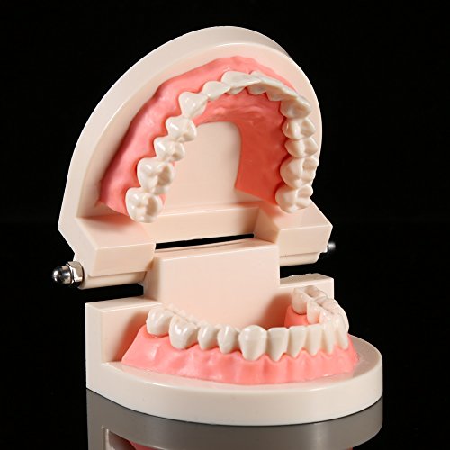 Yosoo Transparent Adult Pathologies Dental Dentist Implant Demonstration Periodontal Disease Assort Teeth Gums Tooth Care Teaching Study Standard Typodont Model - Removable (Pvc Dental Model) #TOP1