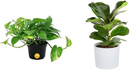 Costa Farms Golden Pothos Live Plant, Potting Soil, Great, 10-Inches Tall & Little Fiddle Leaf Fig Tree, Live Indoor Plant in Cute Modern Décor Planter Pot, 10-12-Inches Tall