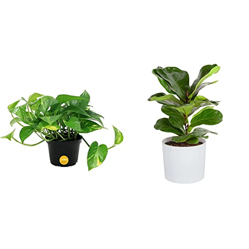 Costa Farms Golden Pothos Live Plant, Potting Soil, Great, 10-Inches Tall & Little Fiddle Leaf Fig Tree, Live Indoor Plant In Cute Modern Décor Planter Pot, 10-12-Inches Tall #TOP2