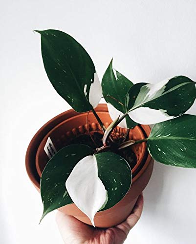 50pcs Philodendron White Knight Seeds Bonsai Rare Ornamental Plant Indoor |  Desertcart Brunei