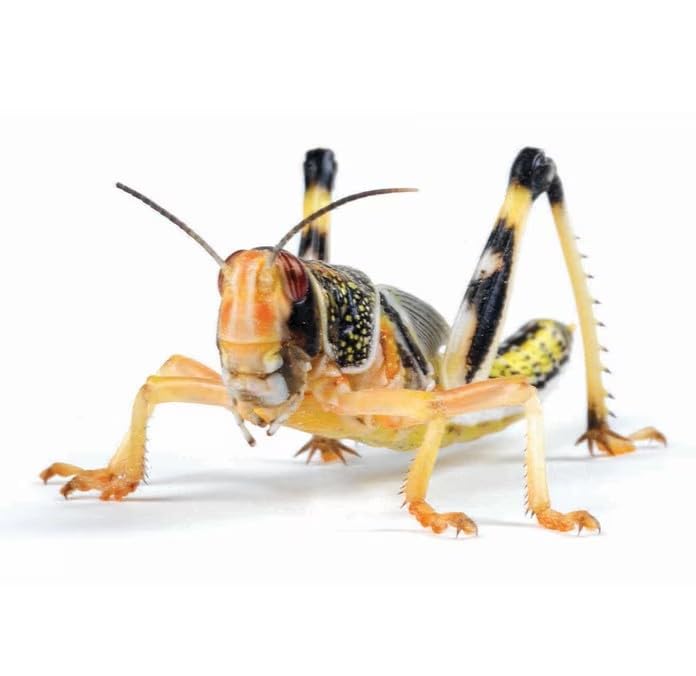Essex Reptile Livefood - Extra Large Locusts - Eco Pack of 16 - Feeder Insects for Reptiles - Biodegradeable Packaging - Letterboxable