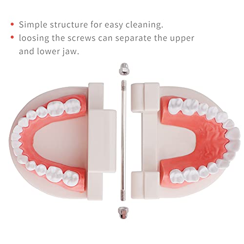Lvchen Standard Dental Model - Teeth Brushing Model Practice Kids Dental Teaching Study Supplies Clean Display Adult Standard Demonstration Teeth Model #TOP3