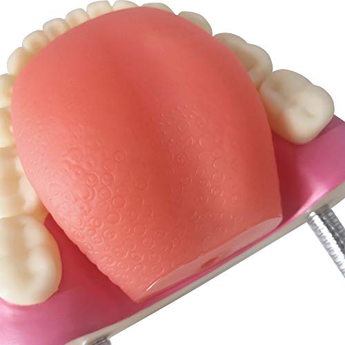 Evotech Dental Teeth Care Model, W/Giant Toothbrush, Kids Dental Care Teaching Demonstration Model, Speech Therapy Teaching Tool, Adult Standard Typodont Demonstration Teeth Model #TOP6