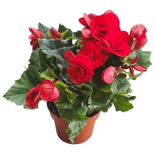 Begonia Elatior Natural Planta de Interior con Flores Primaverales