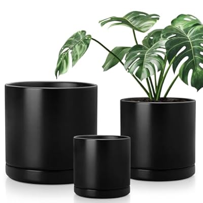 Ceramic Planters for Indoor Plants