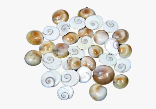 Sai Rainbow Shell Natural Gomati/Gomti Chakra Original for Puja (White) 108 Pieces.