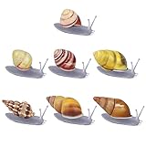 Natural Snail Shell Refrigerator Magnets - Decorative Grey Glass Magnets (7 PCS)