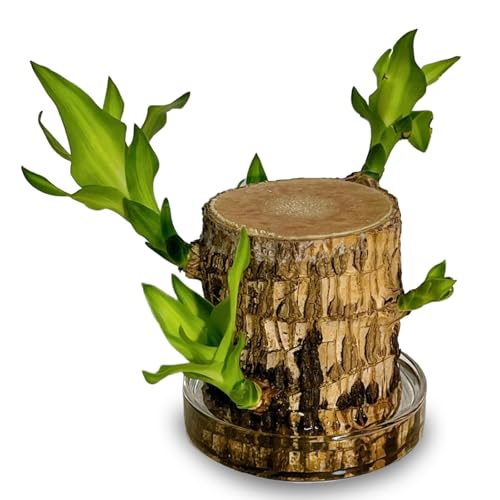 Joxipe Brazilian Lucky Tree Plants, Bamboo and Trays, Small Plant desks, Good Luck Offices,...