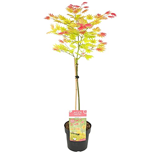 Acer shirasawanum 'Moonrise' Stamm - Japanischer Ahorn - Strauch - Winterhart - ⌀19 cm - ↕80-100 cm Cover