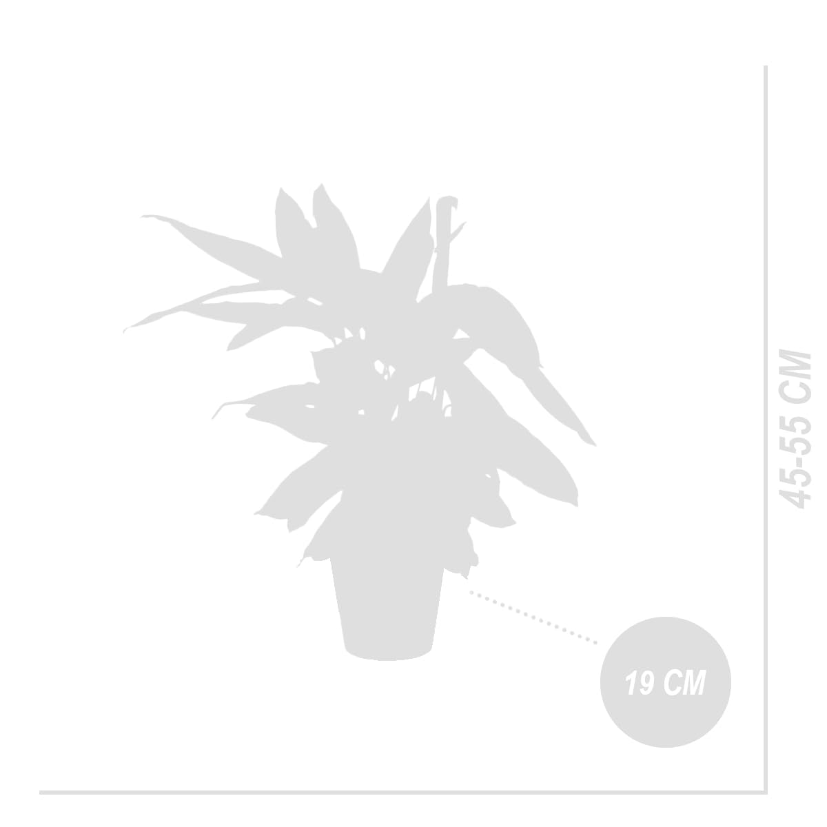 Bloomique - Juego de 2 - Calathea Triostar - Planta Pavo Real - Plantas de Interior - Purifica el Aire - Apto para Mascotas - 40-60 cm de Altura - Maceta de 19 cm
