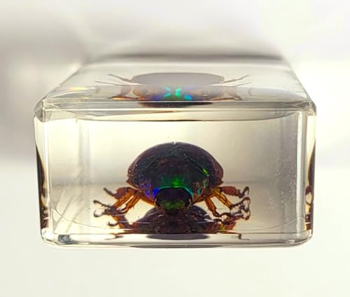 Image of 44mm Real Blue Green Christmas Beetle in Crystal Clear Lucite Resin Specimen Preserved Animal Insect Bug Taxidermy Collection for Biology Science Education & Desk Ornament Display