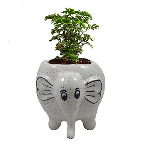 India Meets India Handicraft Ceramic Flower Pots Ceramic Planter Plant Pots Indoor Outdoor Planter, Best Gifting, Made by Awarded Indian Artisans