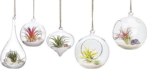 Mkono 5 Pack Hanging Glass Planter Air Plant Terrarium Decoration...