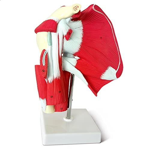 Image of NEW HORIZON Muscled Shoulder Joint Model - Shows Complete Shoulder Musculature from Rotator Cuff to Subscapular Muscles - Includes Base,Manual, Education in the Field of Mathematics