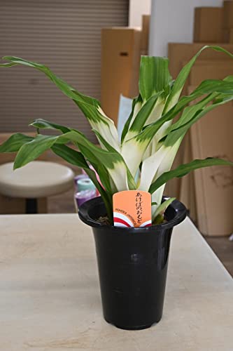 おもと5号サイズ 鉢入り万年青 縁起物オモト 観葉植物 (あけぼの万年青)