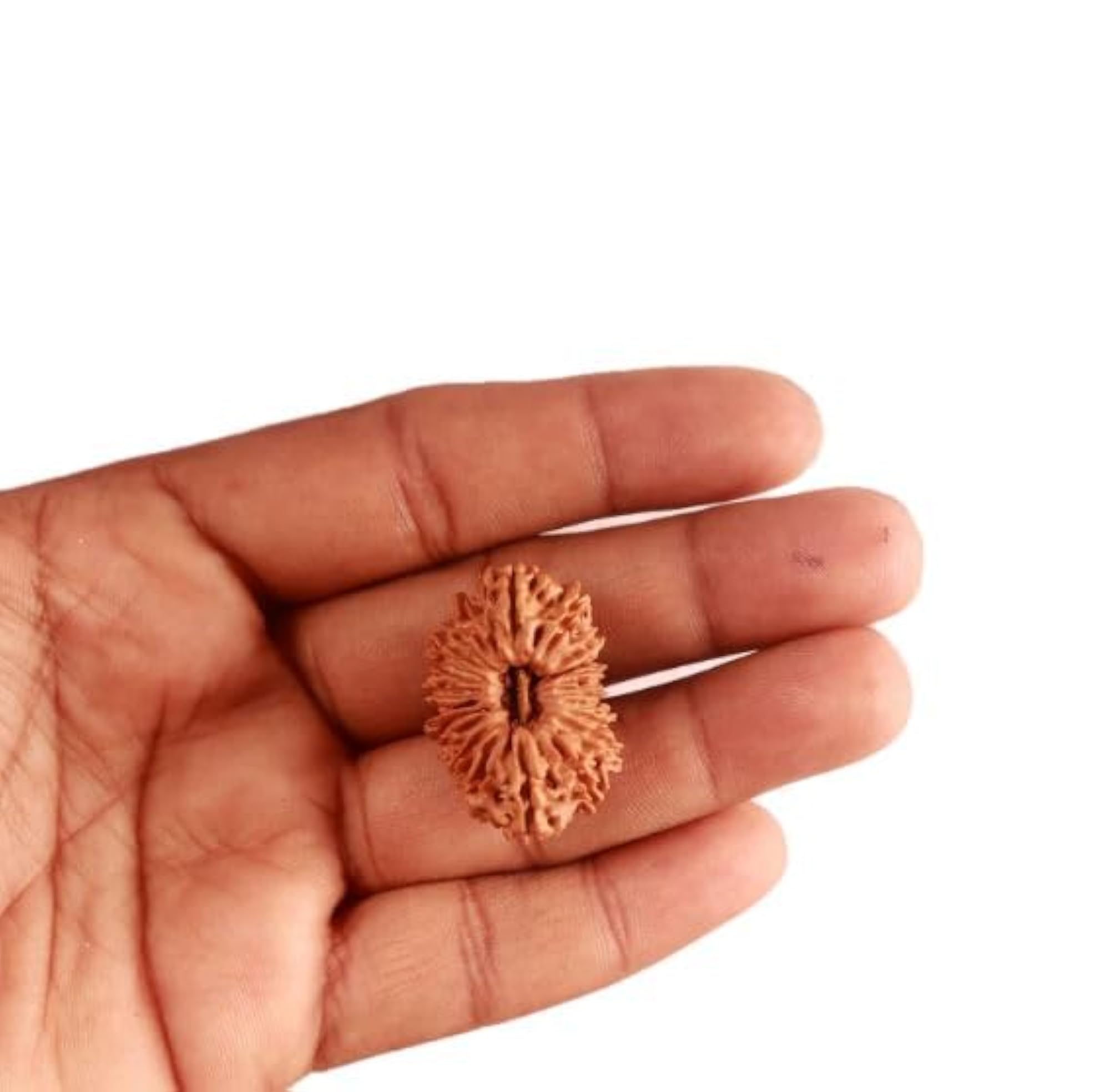 Twenty-One Face Rudraksha Bead, Original Certified