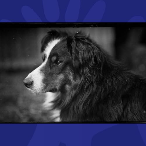 'We're Running Out Of Famous Dogs'