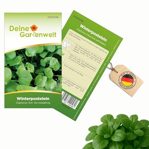 Winterpostelein Winterportulak Samen - Claytonia perfoliata - Portulaksamen - Gemüsesamen - Saatgut für 250 Pflanzen Winterpostelein Winterportulak Samen - Claytonia perfoliata - Portulaksamen - Gemüsesamen - Saatgut für 250 Pflanzen