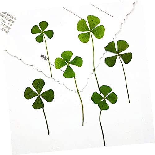 Dried Pressed Four-Leaf para Manualidades Pack 24 piezas miniatura 2