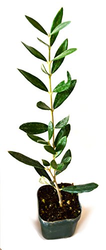 9Greenbox Tree of Peace, Olive Tree-Olea Europaea, 4 Pound (Pack of 6)
