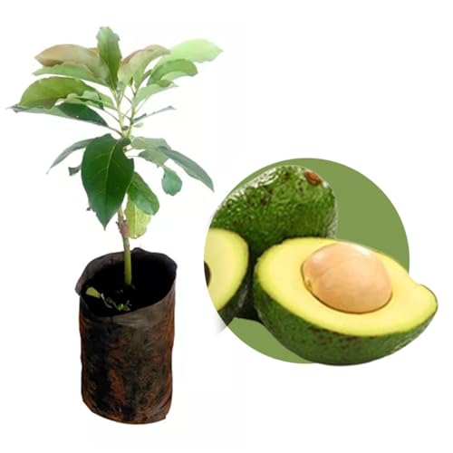 Muda de Abacate Margarida Enxertado