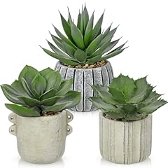 3 Pack Succulent Aloe