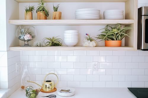 Miniatura 8 de Air Plant Shop Planta de aire grande ensamblada para jardín, al por mayor y a granel, suculentas, Tillandsia viva, plantas de interior y exterior de