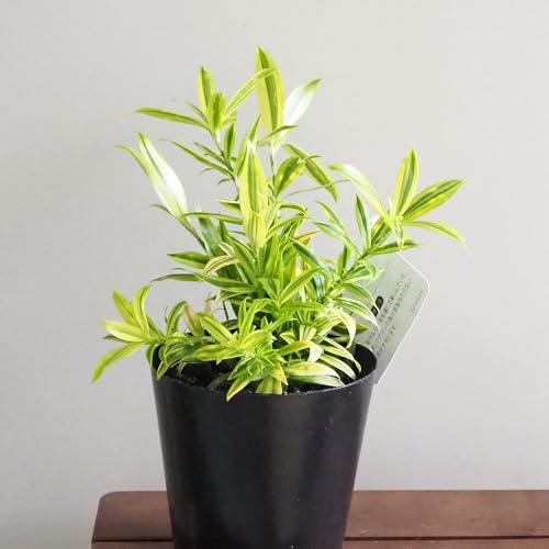 ITANSE ドラセナ スルクロサ ファニータ 4号 1個売り 観葉植物 学名 Dracaena surculosa Juanita リュウゼツラン科 葉は細身で一般的なスルクロサ種よりもスリムな印象で緑色の葉に大小さまざまな黄色の散斑が入るのが特徴 若い