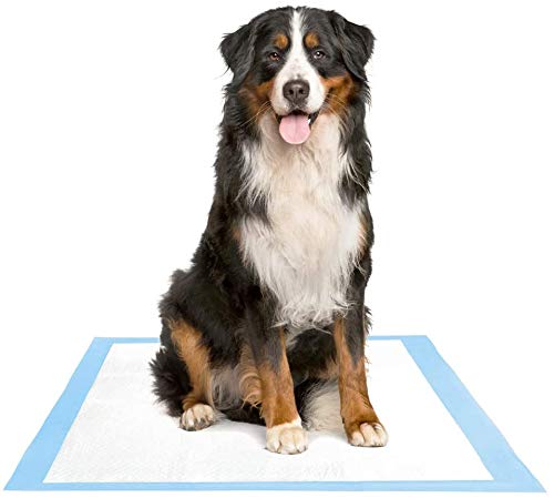 90x60cm 30pcs Puppy Training Pads XL Size/Training Pee and Potty Pads with Quick Drying Surface and Absorbent Core/Suitable for Small/Large Breed PUPPIES/30 Count/L-60 cm X H- 90 cm (B08P1Y6ZZW) Amazon Price History, Amazon Price Tracker