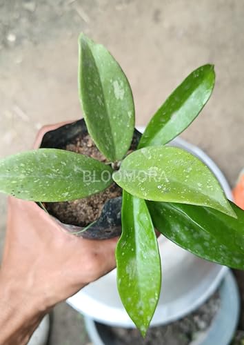 Image of Hoya Carnosa Live Plant - Healthy Hanging Indoor Plant, Easy Care, Air Purifyingflower plant - Pack of 1