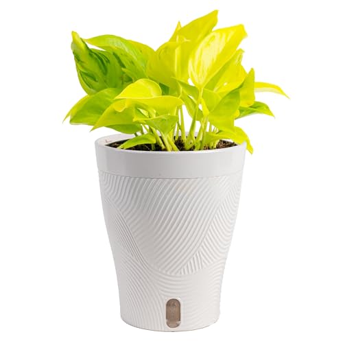 Costa Farms Champs Elysses Pothos Live Plant in Self Watering