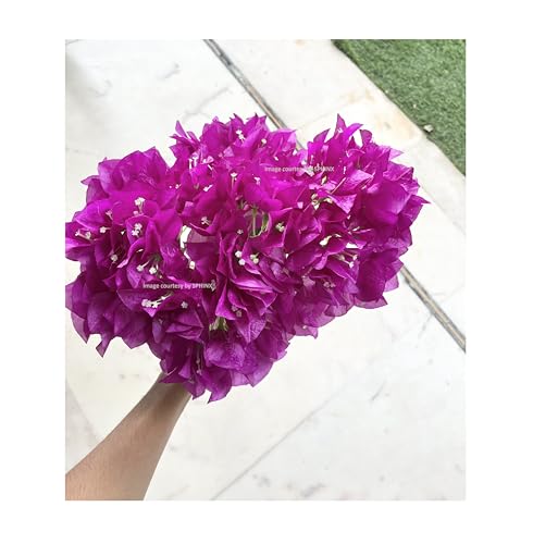Image of SPHINX Artificial Bougainvillea 5 Heads Bunch Without Vase for Home Decor,Centerpieces, Christmas Decorations, Welcome Reception, Dinner Table decor Approx Height 50 cms- (4 Pieces, Mixed Colors)