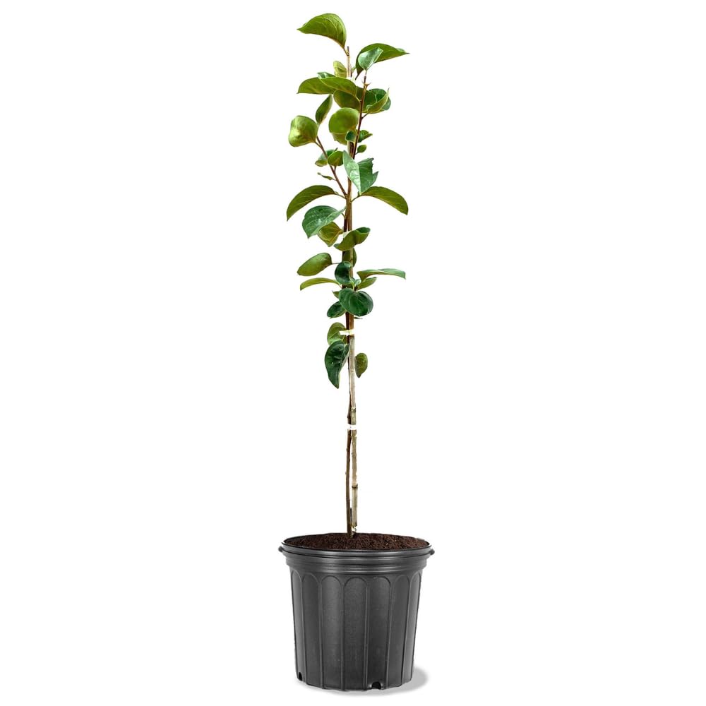 Persimmon Trees (Imoto Fuyu, 5 gal.) (Due to Agricultural Laws, we Cannot Ship to CA, AZ, AK, or HI)