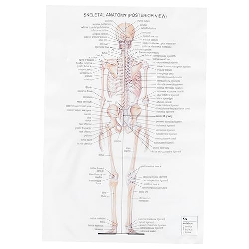 STOBAZA Skeletal System Anatomy Poster Decorative Anatomy Chart for Medical Study Unique Home Decor Meaningful present