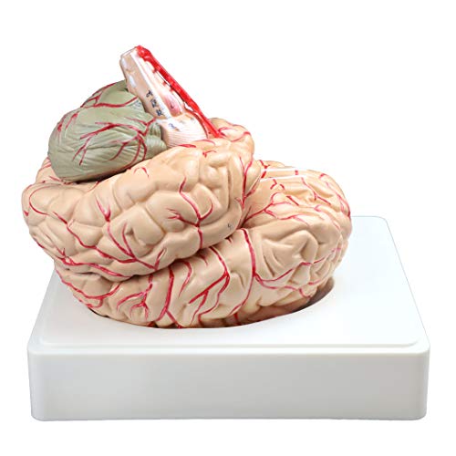 Image of Vision Scientific VAB443 Life Size Human Brain with Arteries - 9 Parts | Shows Frontal, Parietal, Temporal & Occipital Lobes | Half of Brain Stem, Half of Cerebellum, Brain Arteries