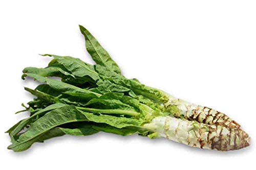 Asian Spring Tower Chinese Celtuce (100 seeds) Asian Spring Tower Chinese Celtuce (100 seeds)