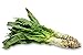 Asian Spring Tower Chinese Celtuce (100 seeds)