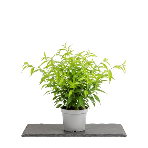Para Exterior Planta Natural Cestrum Nocturnum Cestrum Nocturno DECOALIVE 17 cm