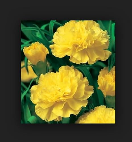 20 SEMI DI GAROFANO DOPPIO GIALLO semi freschi