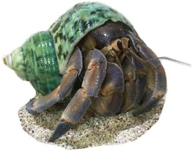 Amazon オカヤドカリ生体 Lサイズ 紫色系 1匹 りゅうか商事 観賞魚 水中生物 通販