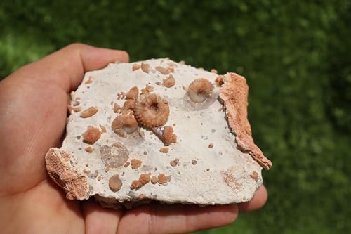 Image of Douvilleiceras & Gastropods Plate Cretaceous Fossils Fossils from Morocco Fossil Rock Ammonites Fossil A203
