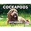 Cockapoo