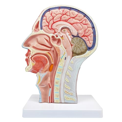 Image of Human Half Head Superficial Neurovascular Anatomical Model with Blood Vessels Detailed Muscle Structure and Colorful Manual for Medical Science Education Study or Teaching