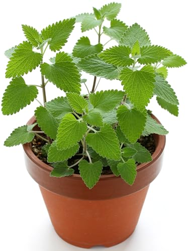 3000 Catnip Seeds for Planting Heirloom Non-GMO USA Grown Premium Waterproof Protective Packaging by RDR Seeds