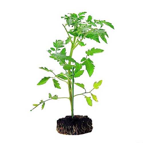 30 Stks Plant Ondersteuning Stakes Met 60 Clips Verstelbare Tomaat Pioen Ondersteuning Frame Ring Kooi Houder, Plant Ondersteuning Voor Tuin Bloem Monstera Hortensia's Groenten - Afbeelding 8