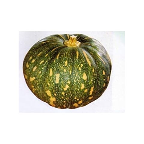 10 Jamaican Pumpkin Seeds,Indian Amir,West Indian, Haitian Pumpkin Cover