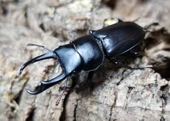 M*a様 【標本】コガシラクワガタ大型 ペア 76㎜36㎜ チリ産2001年4月 M*a様 【標本】コガシラクワガタ大型 ペア 76㎜36㎜ チリ産2001年