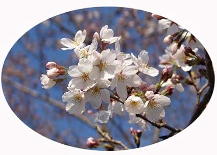 Amazon 染井吉野桜盆栽 鉢花 桜といえば 染井吉野桜 鉢植え 盆栽